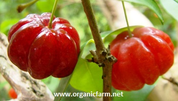 SURINAM CHERRY www.organicfarm.net